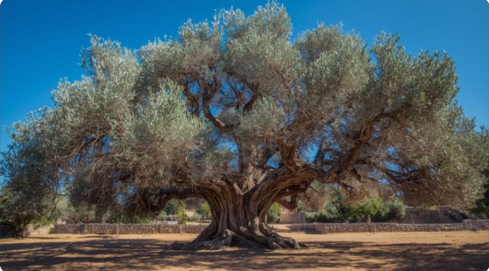 Olive Tree