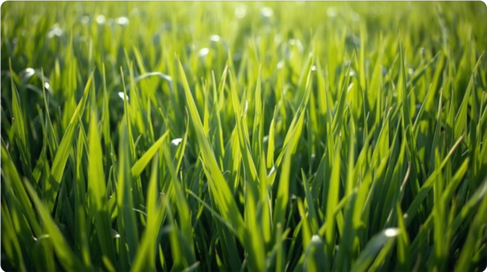 Fresh Cut Grass