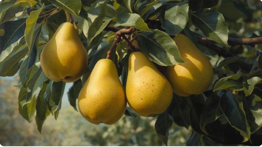 Bartlett Pear