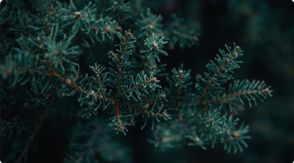 Black Cedarwood and Juniper Type