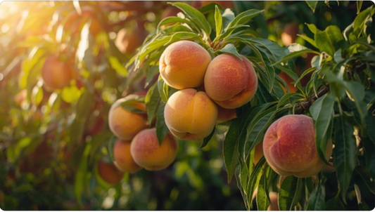 Georgia Peach
