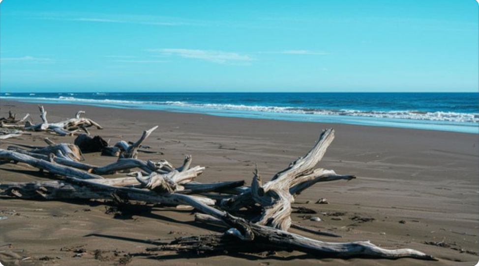 Beach Wood